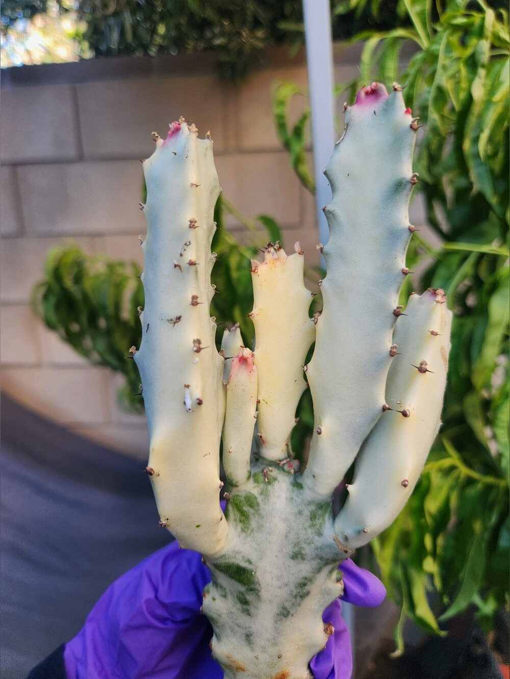 RARE 11" Euphorbia Lactea Ghost Variegated Dragon Bones With multiple arms